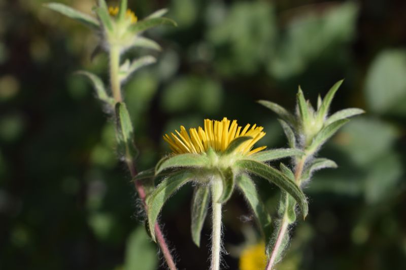 Asteracea - Pallenis spinosa