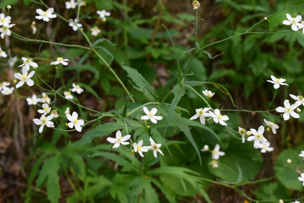 Ranunculus aconitifolius