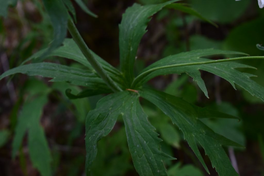 Ranunculus aconitifolius