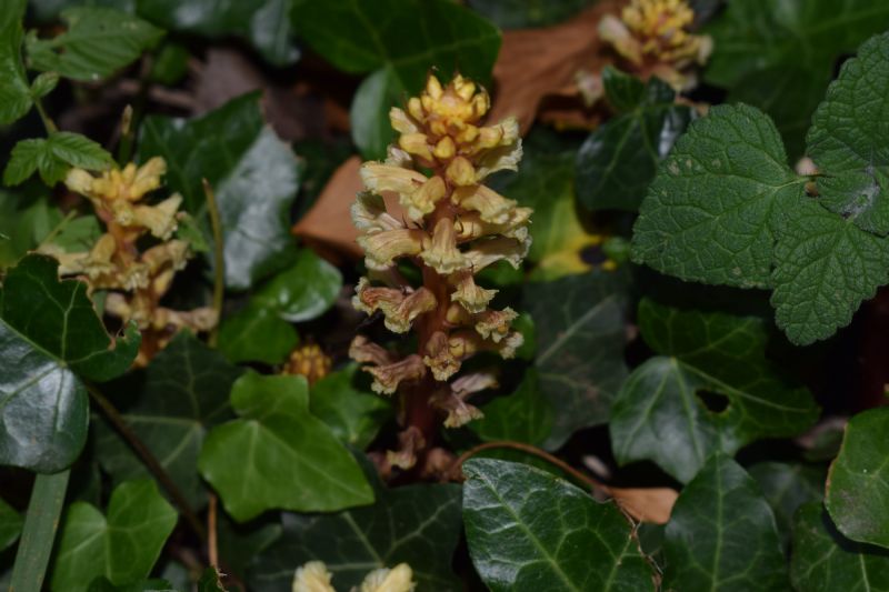 Orobanche hederae