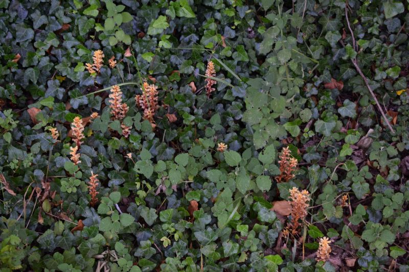 Orobanche hederae