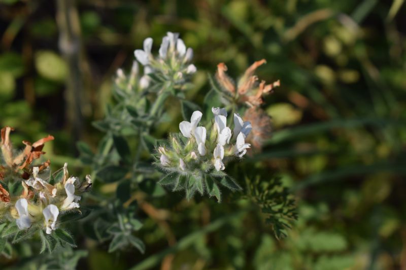 Lotus hirsutus