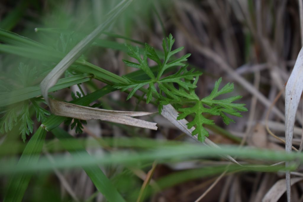 Malva moschata