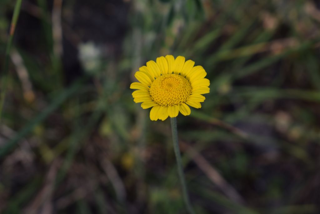 Asteracea? Cota tinctoria