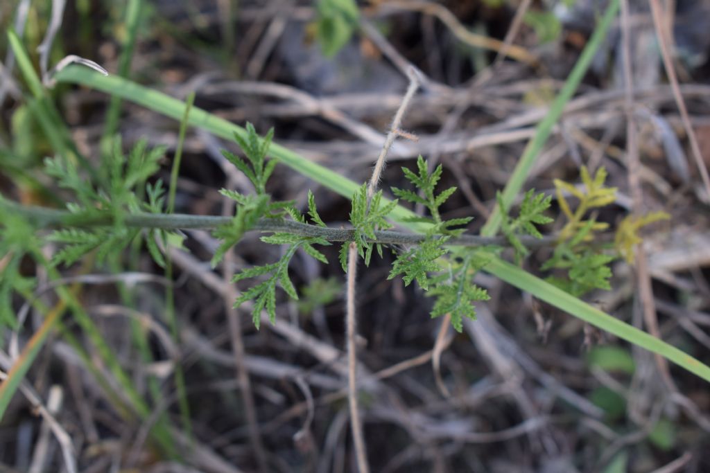 Asteracea? Cota tinctoria