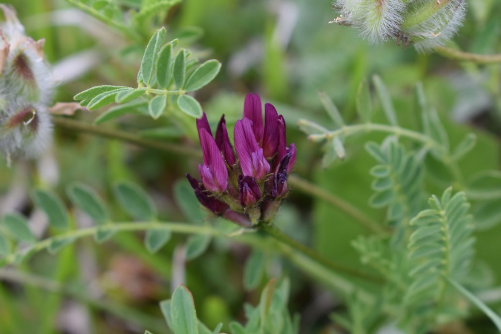 Astragalus hypoglottis subsp. gremlii / Astragalo di Gremli