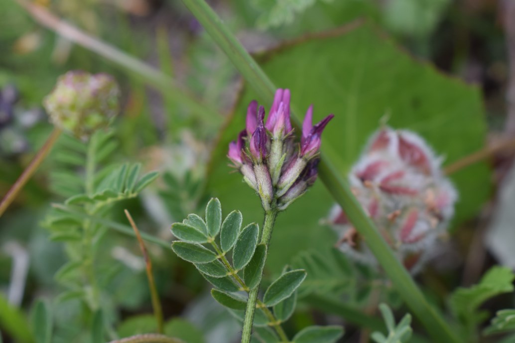 Astragalus hypoglottis subsp. gremlii / Astragalo di Gremli