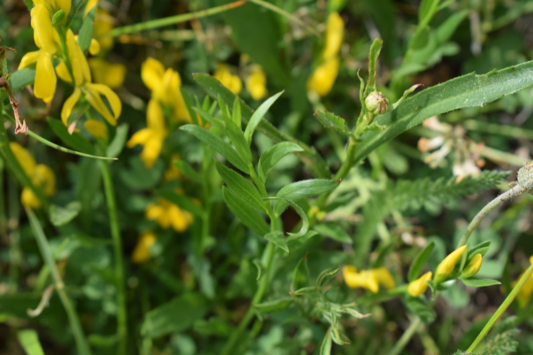 Genista tinctoria