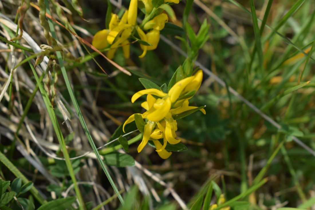 Genista tinctoria