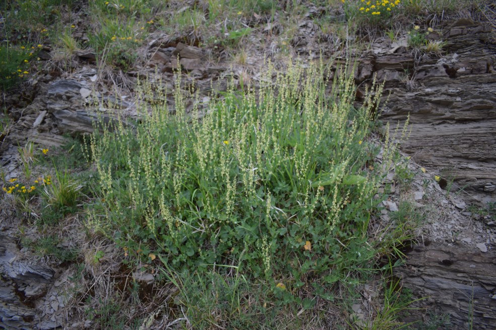 Rumex scutatus / Romice scudato