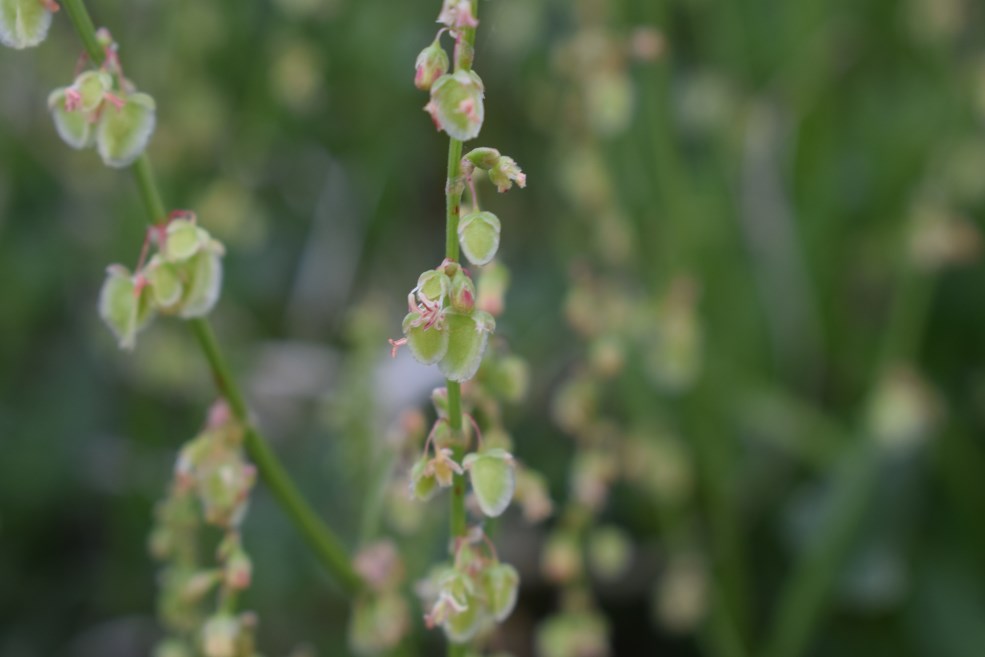 Rumex scutatus / Romice scudato