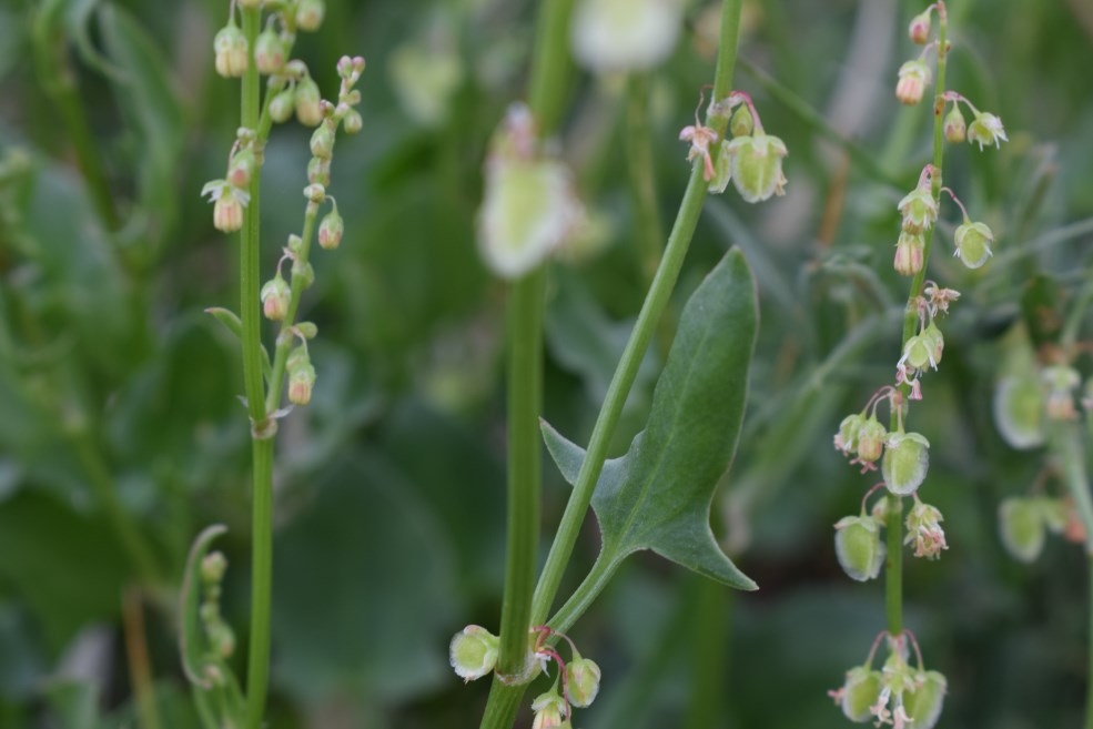 Rumex scutatus / Romice scudato