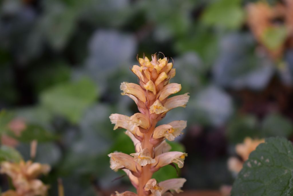 Orobanche hederae