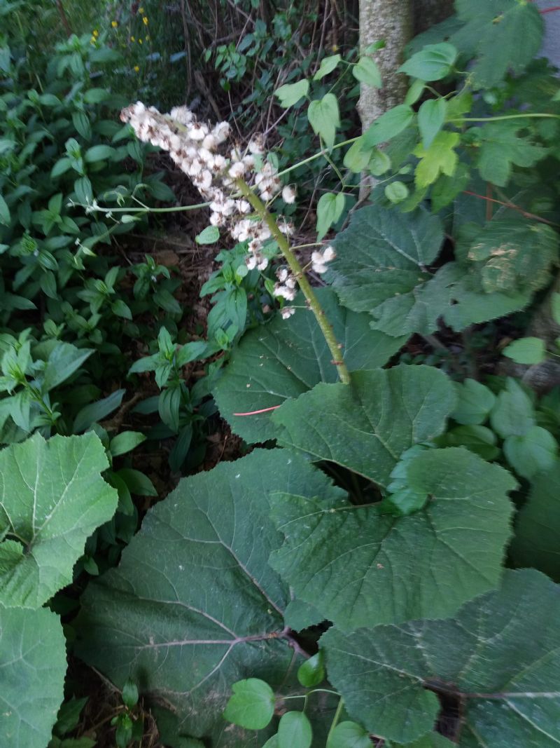 Foglie grandi - Petasites hybridus (Asteraceae)