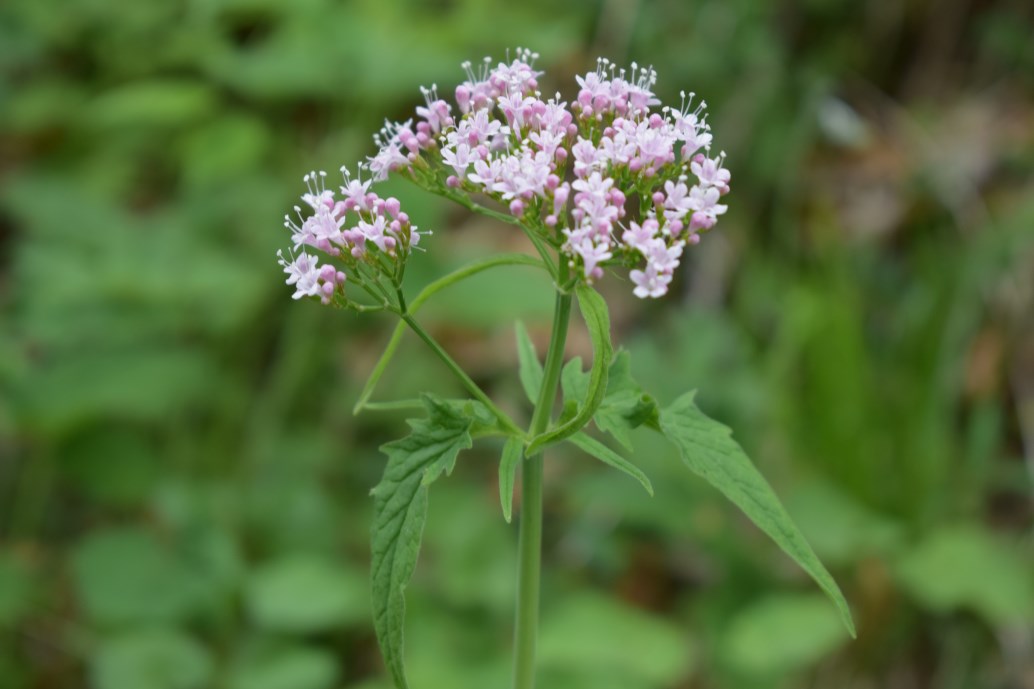 Valeriana tripteris / Valeriana trifogliata