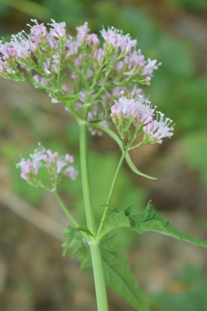 Valeriana tripteris / Valeriana trifogliata