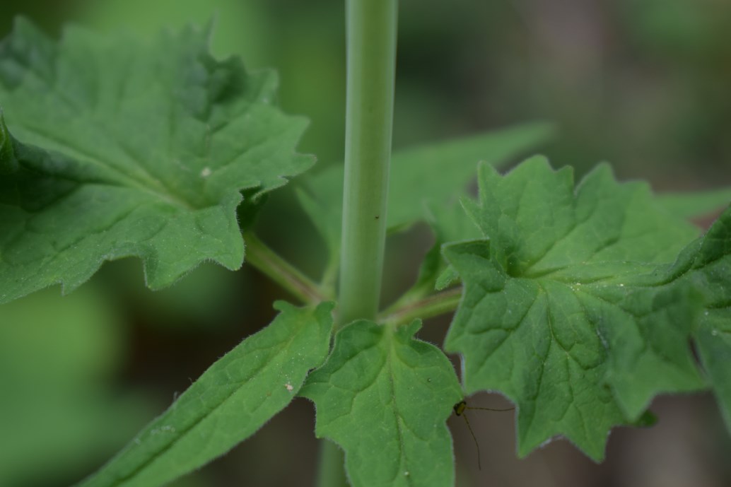 Valeriana tripteris / Valeriana trifogliata