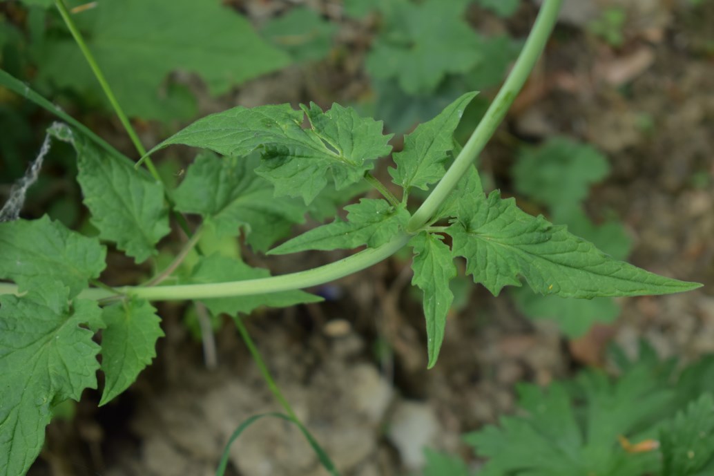 Valeriana tripteris / Valeriana trifogliata