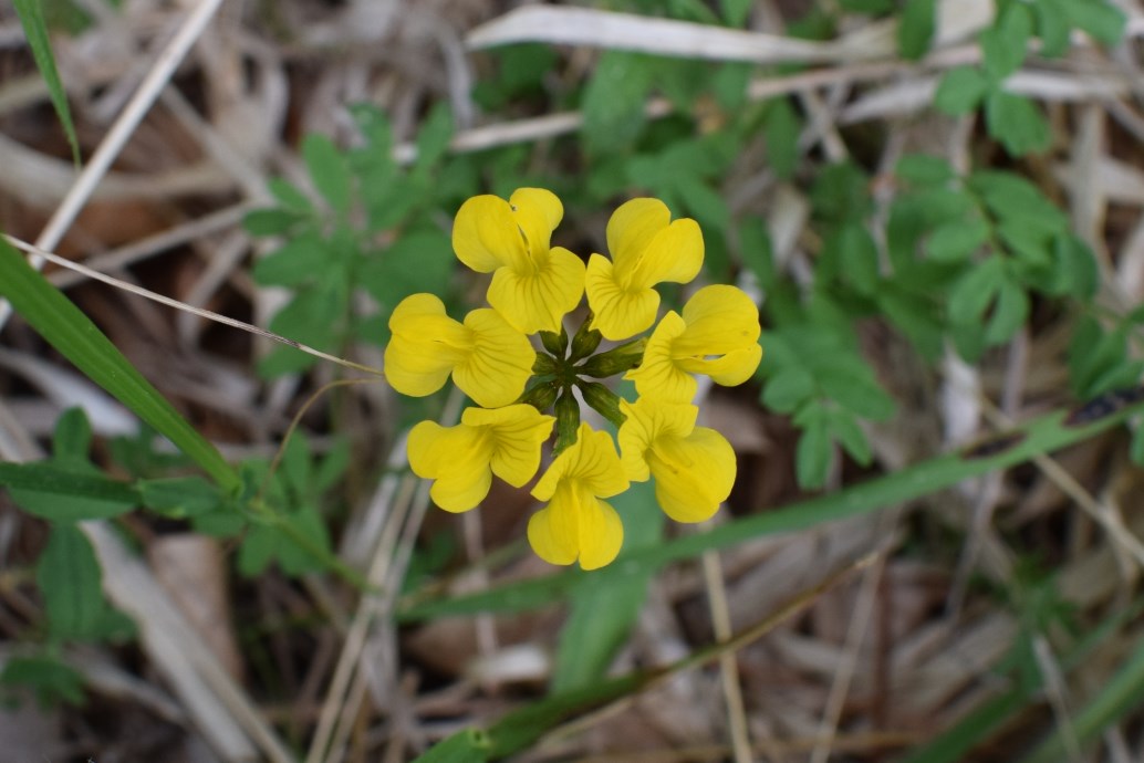 Hippocrepis comosa