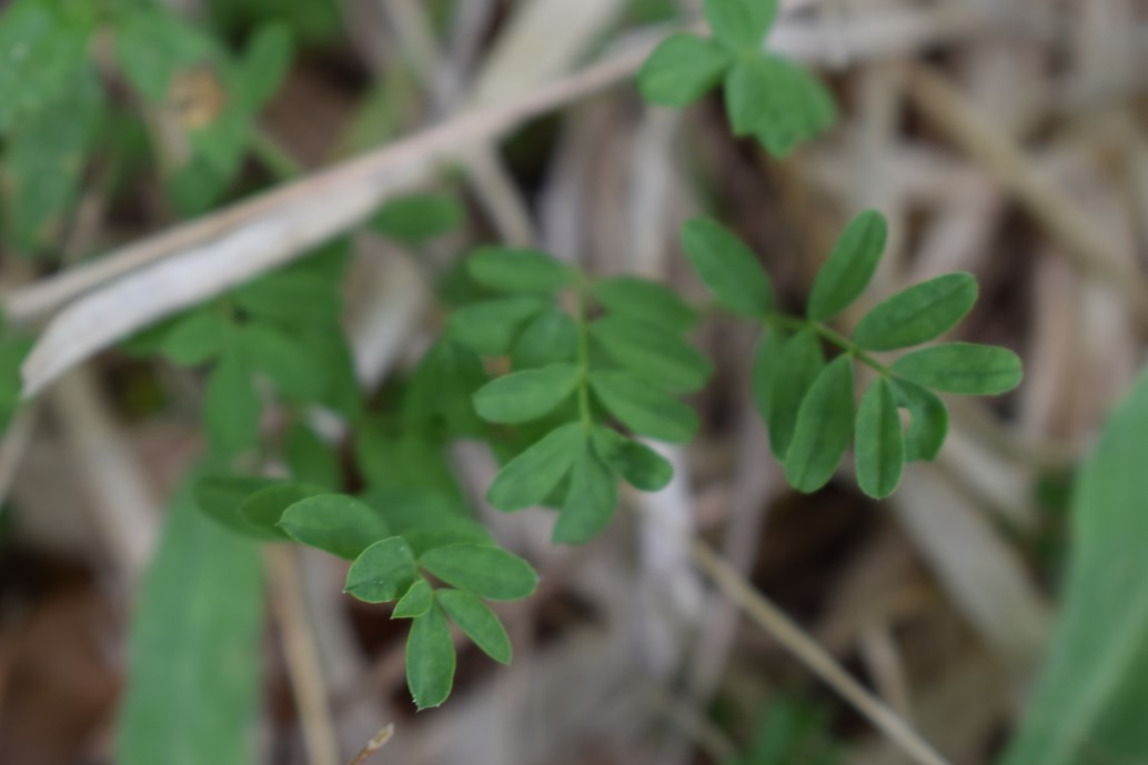 Hippocrepis comosa