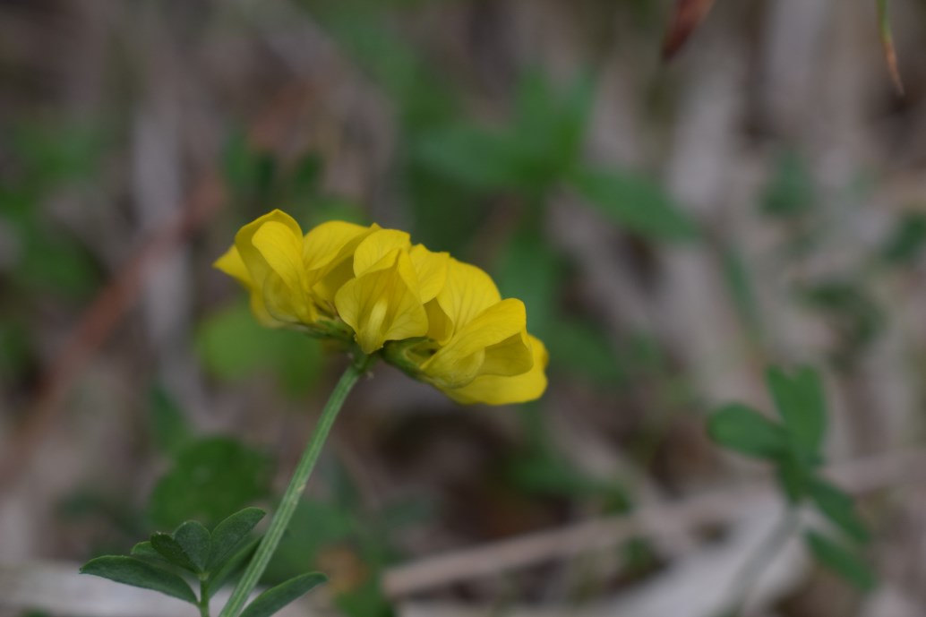 Hippocrepis comosa