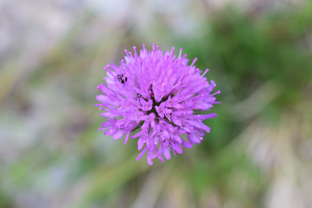 Knautia arvensis ?