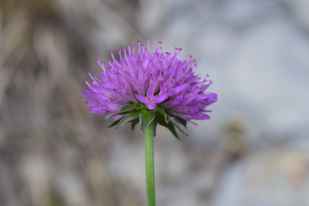 Knautia arvensis ?