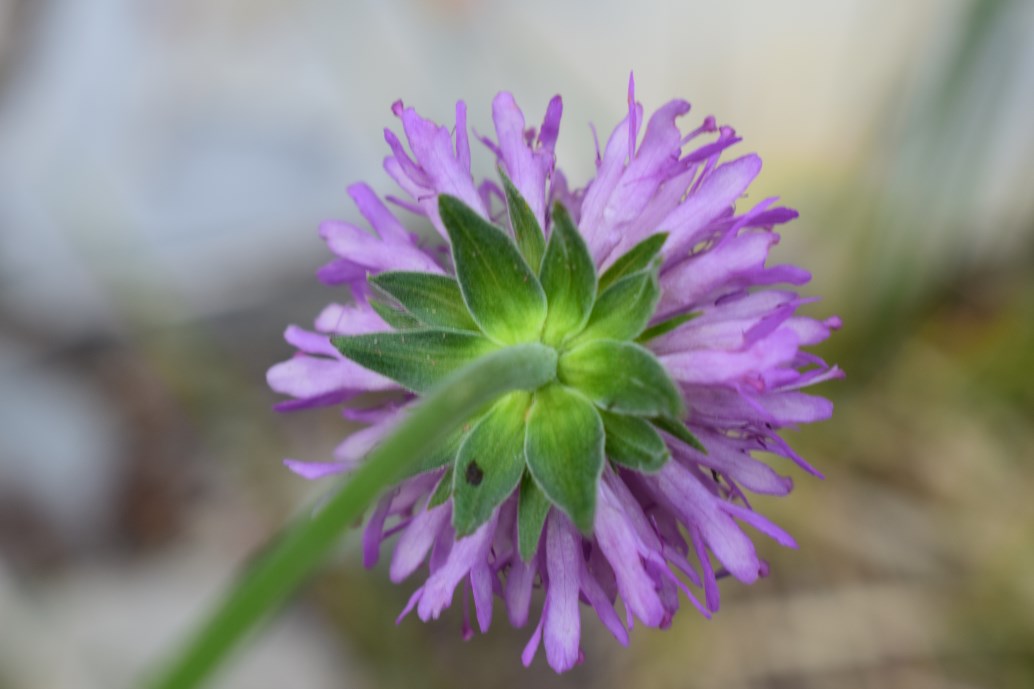 Knautia arvensis ?