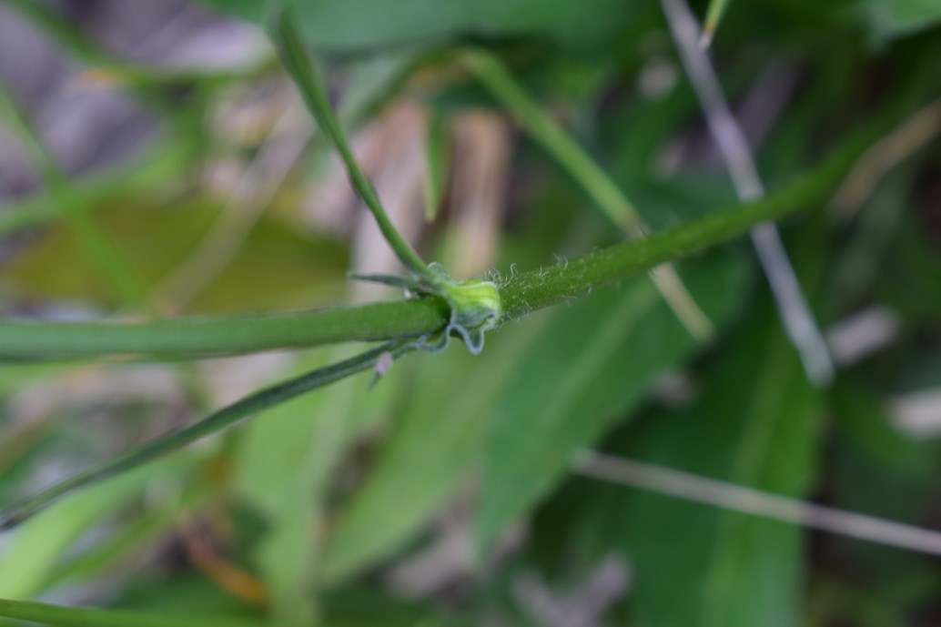 Knautia arvensis ?