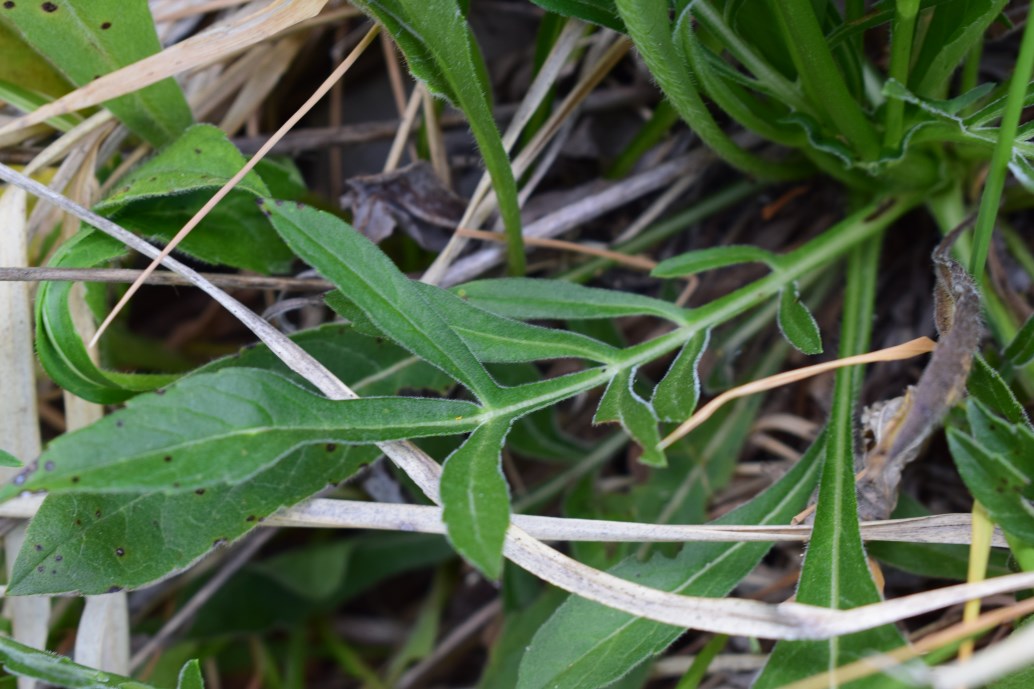 Knautia arvensis ?