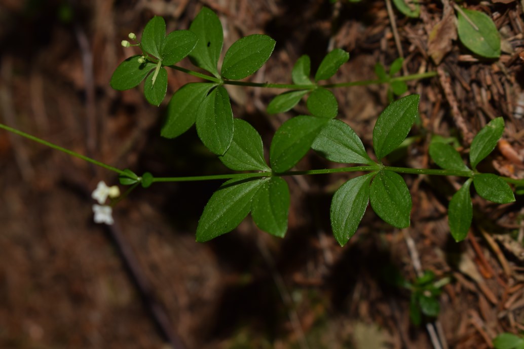 Galium rotundifolium