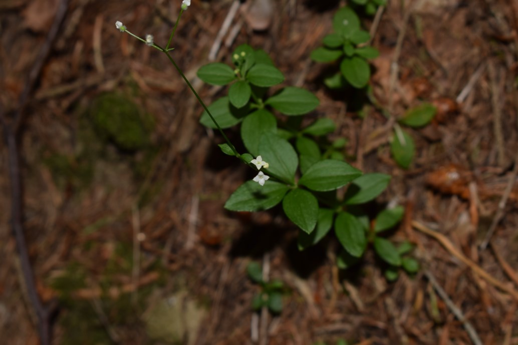 Galium rotundifolium