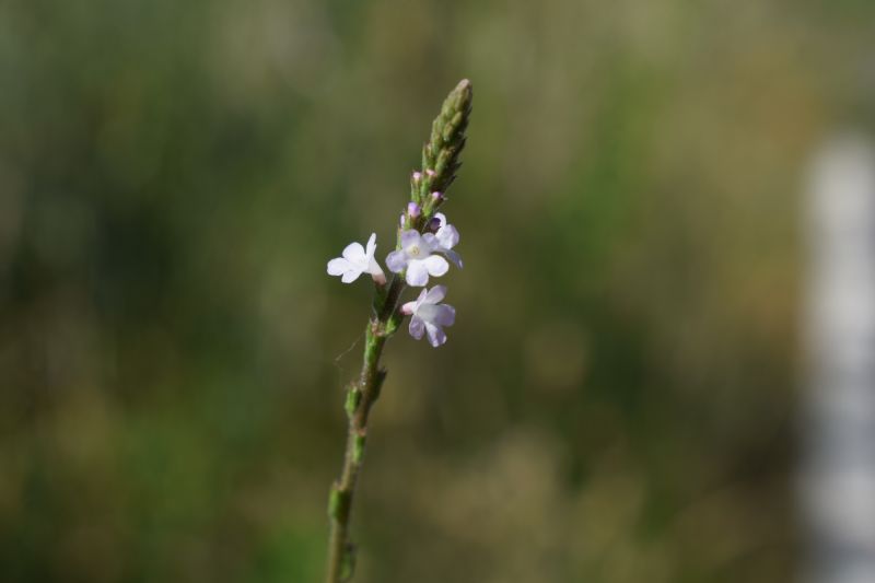 Verbena officinalis