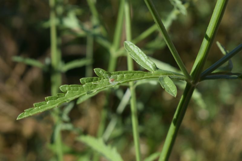 Verbena officinalis