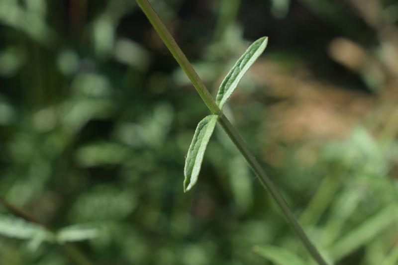 Verbena officinalis