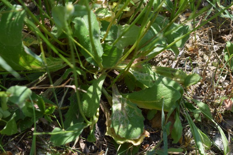 Hypochaeris achyrophorus