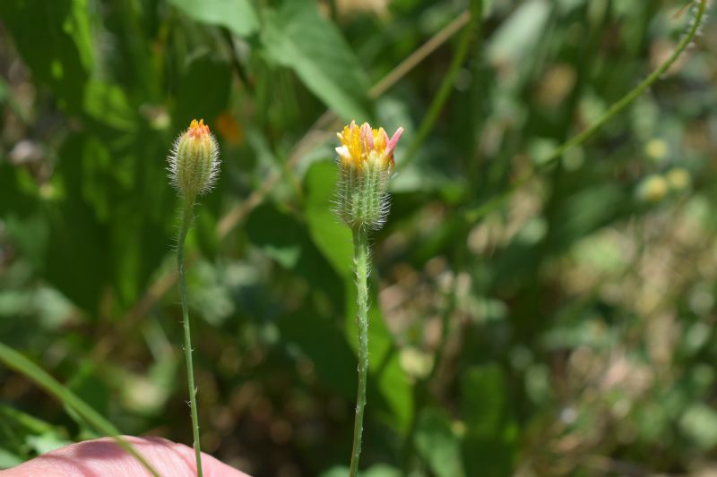 Hypochaeris achyrophorus