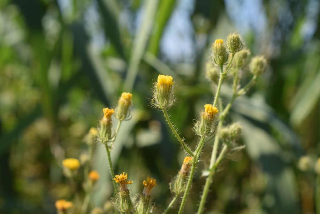 Crepis setosa / Radicchiella cotonosa