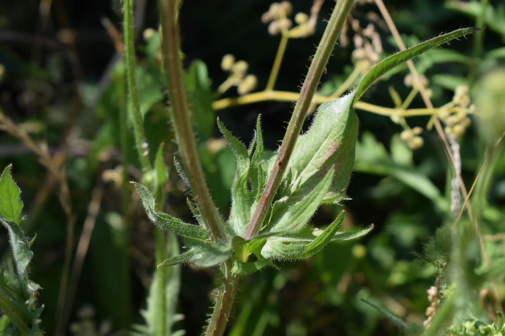 Crepis setosa / Radicchiella cotonosa