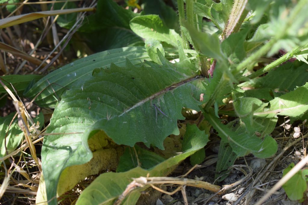 Crepis setosa / Radicchiella cotonosa