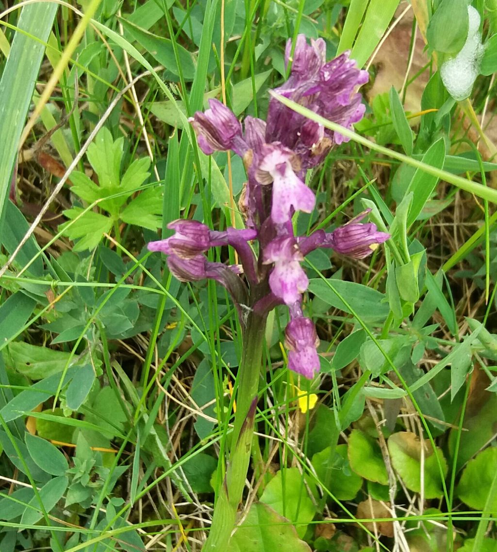 Anacamptis morio