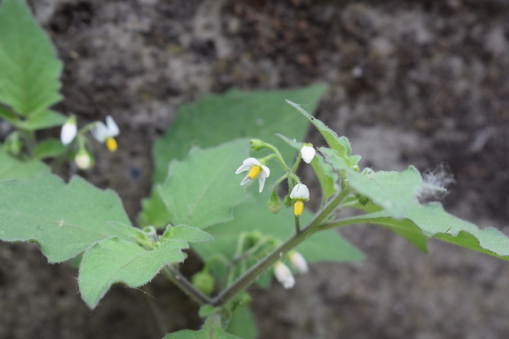 Solanum sp.