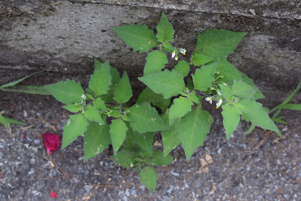 Solanum sp.