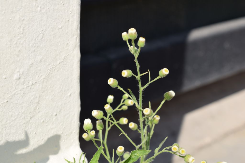 Erigeron bonariensis (Asteraceae)