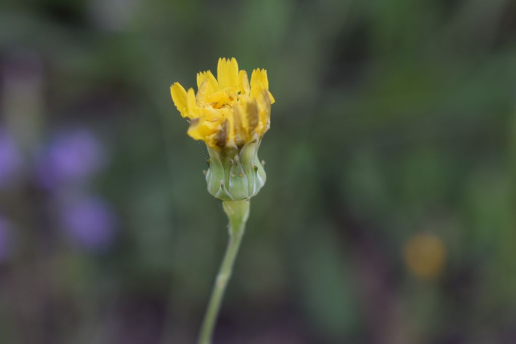 Reichardia picroides (Asteraceae)