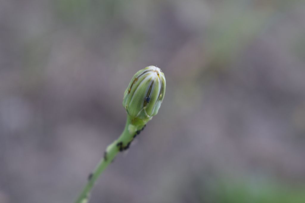 Reichardia picroides (Asteraceae)