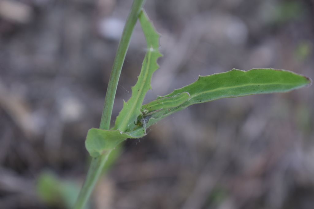 Reichardia picroides (Asteraceae)