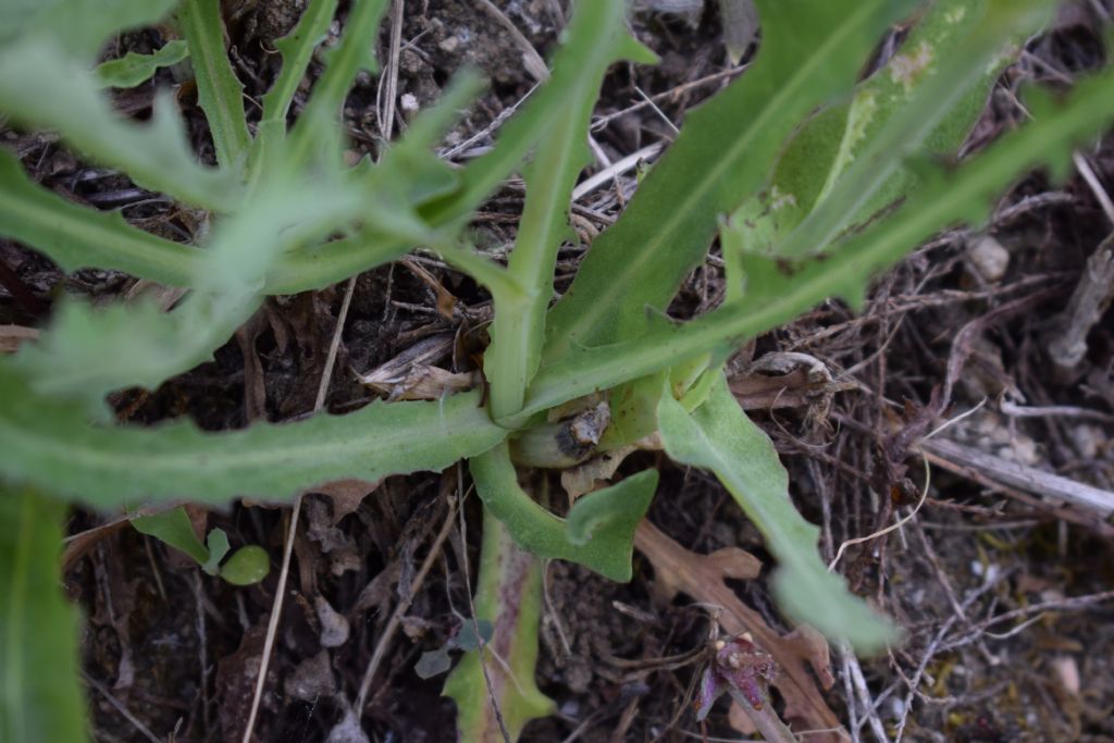 Reichardia picroides (Asteraceae)