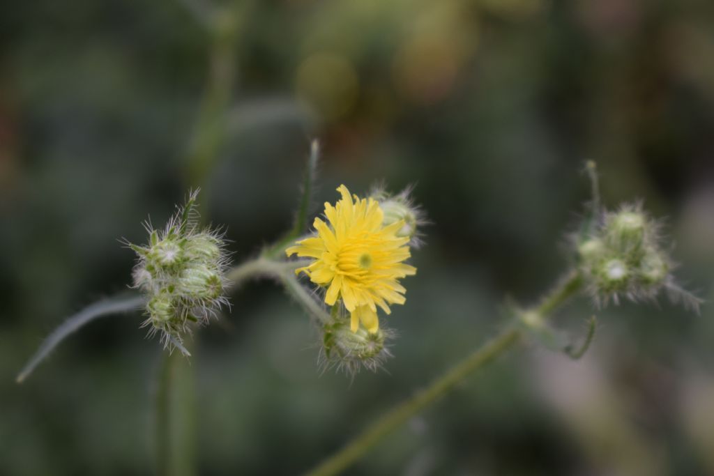 Crepis setosa / Radicchiella cotonosa