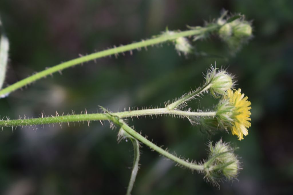 Crepis setosa / Radicchiella cotonosa